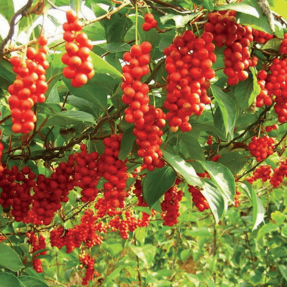 Schizandra Chinensis